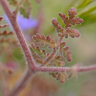 Distant Phacelia has highly variable green compound leaves (bipinnate or pinnatifid). The few leaflets are large or small. Phacelia distans